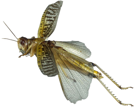 Build an insect