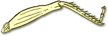 hindleg2