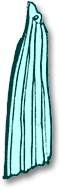 forewing1