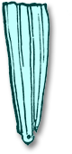forewing2