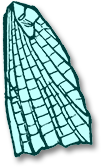 hindwing1