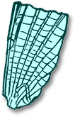 hindwing2