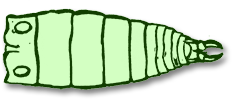 abdomen
