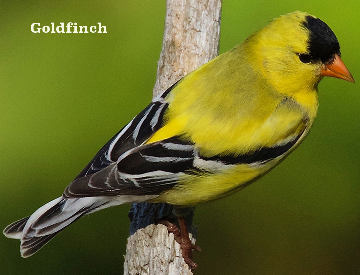 Goldfinch