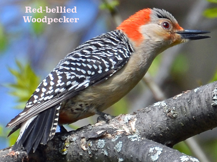 Red-bellied Woodpecker