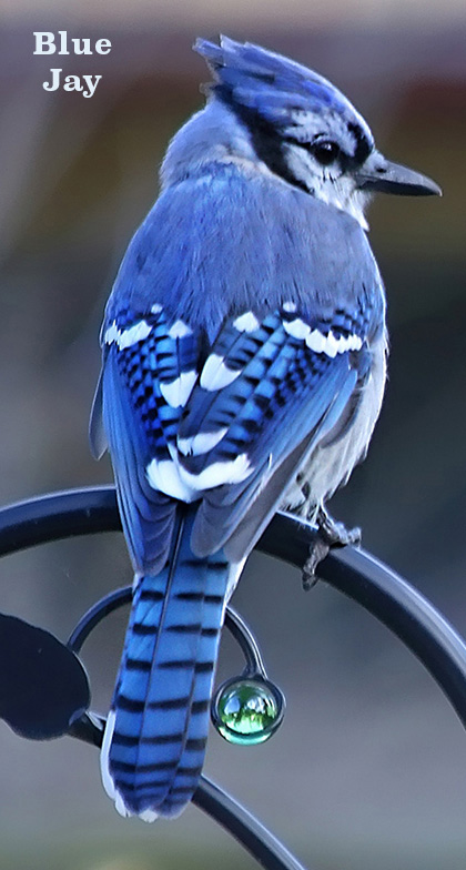 Blue Jay