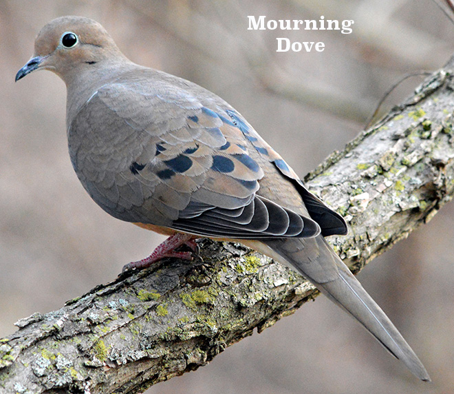 Mourning Dove