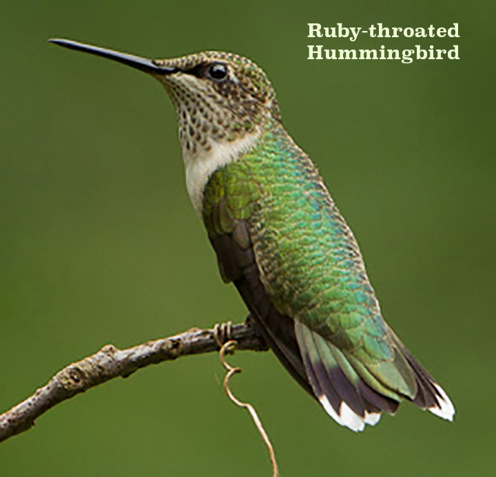 Ruby-throated Hummingbird