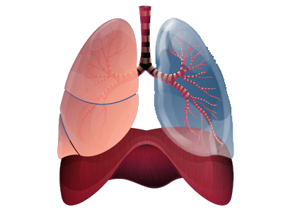 Sistema Respiratorio