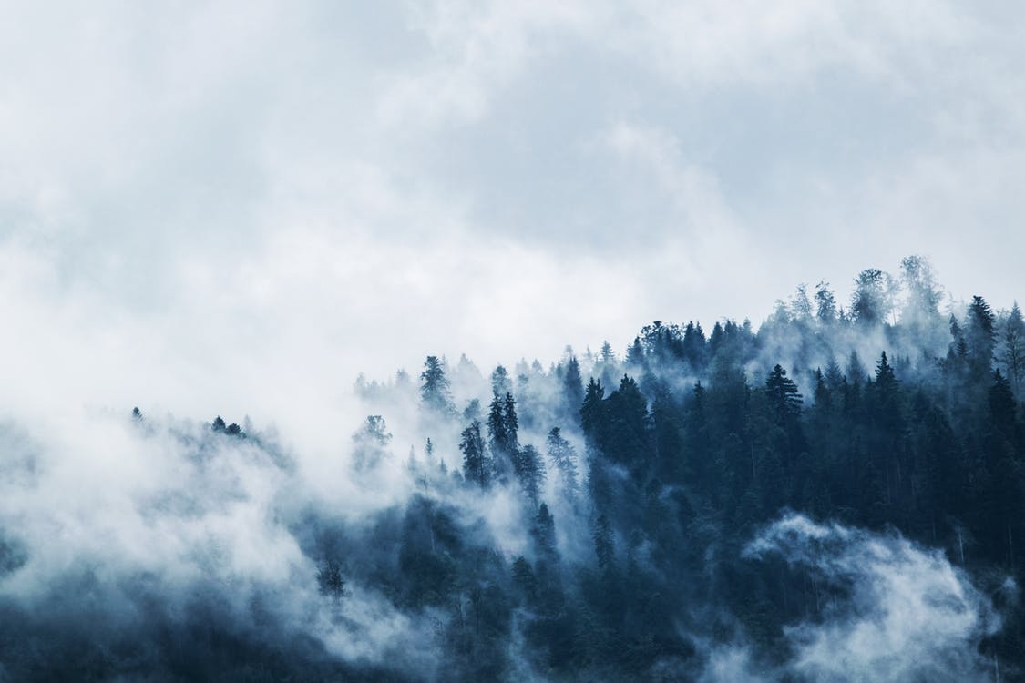 Fog and forest 