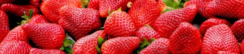 Close-up of ripe berries, showing their bright red color, small seeds, and green leafy cap.