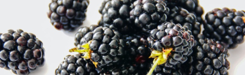 Cluster of ripe berries, showcasing their dark purple color, small round shape, and tiny seeds visible on the surface.