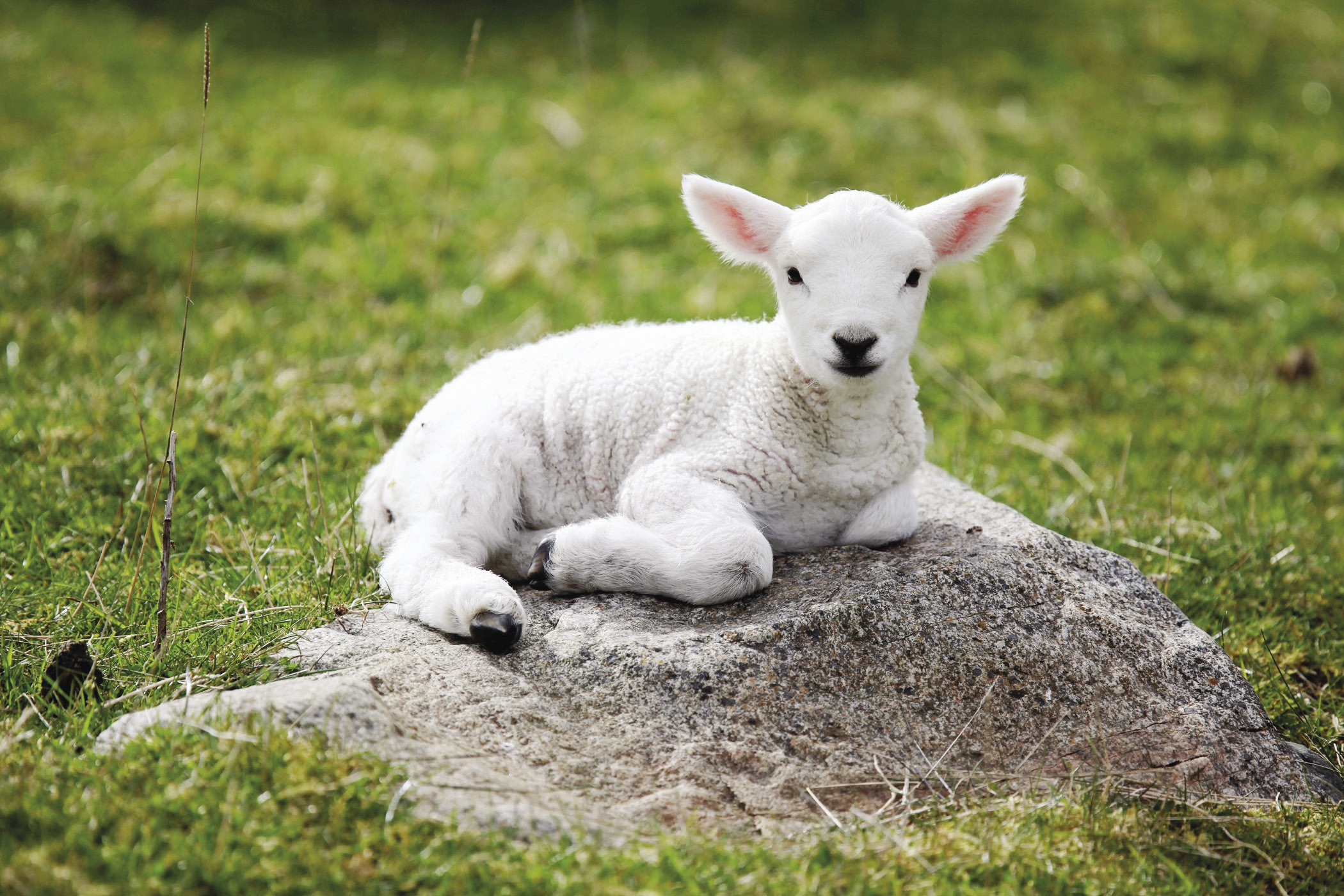 Dag basinda quzu var. Ягненок Lamb. Баран и ягненок. Ягненок лежащий. Маленькие ягнята.