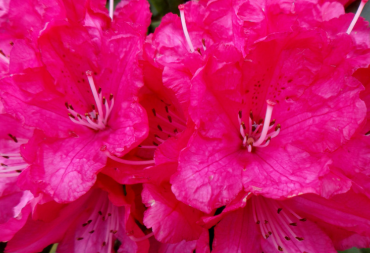 Reprop ReproP - Pollination & Fertilisation (Methods of Pollination)