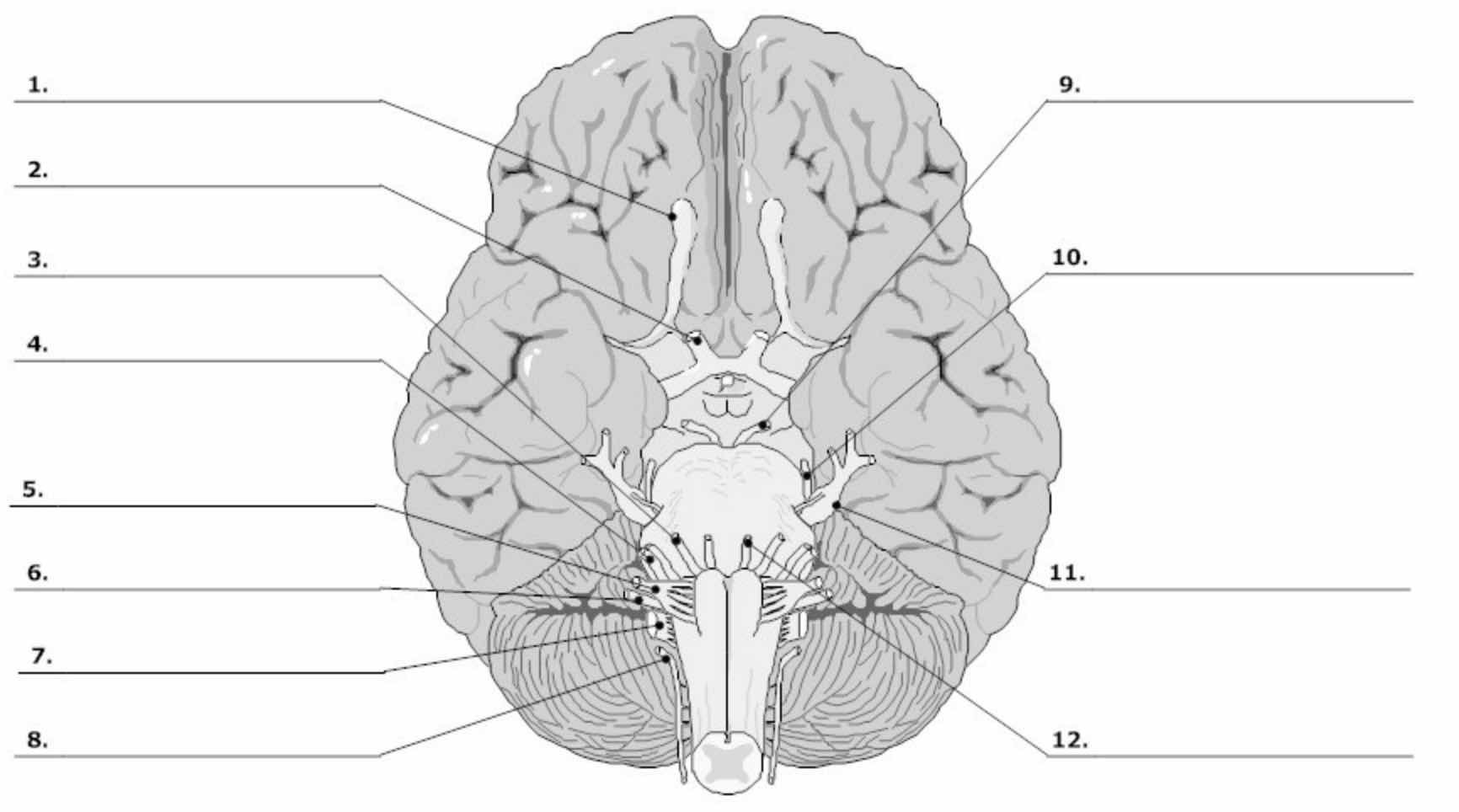 Blank Brain Diagram To Label - Derslatnaback