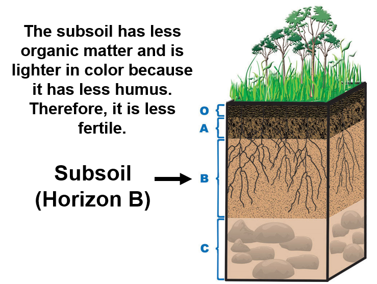 Soil Horizons