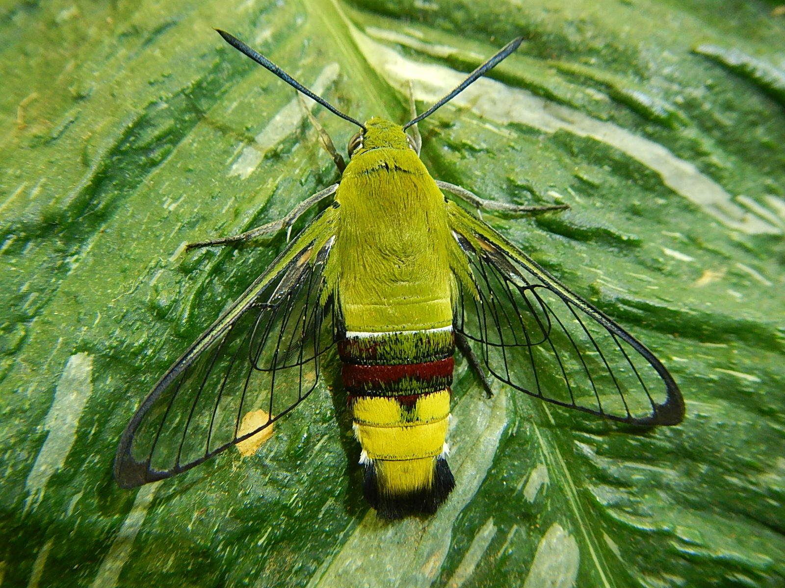 Бражник Cephonodes Hylas