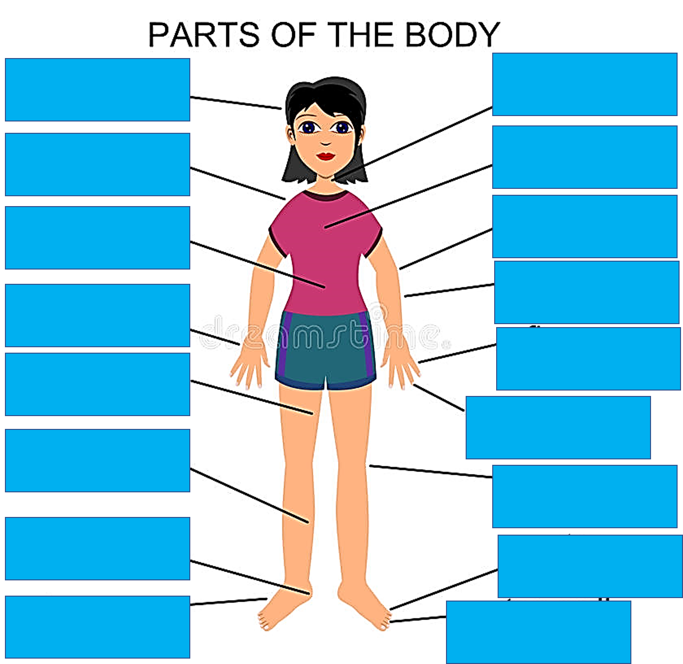PARTS OF THE BODY