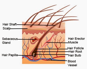 Human Hair Under a Microscope Forensics  Analysis  Microscopic Hair  Analysis Procedure  Video  Lesson Transcript  Studycom