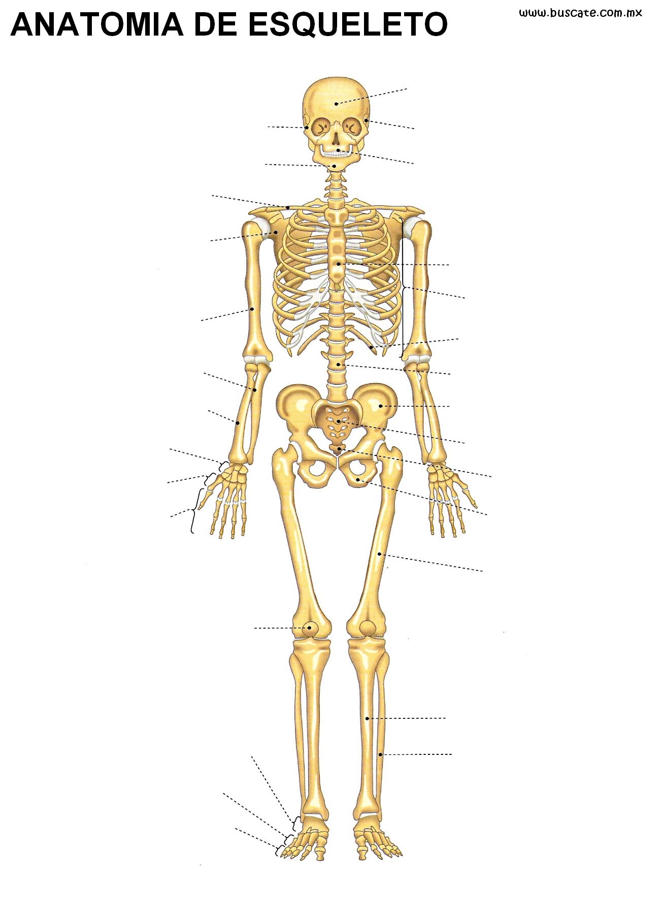 Cuestionario Anatomía Humana, image size:1306x1800