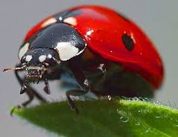 Coccinelle Adulte