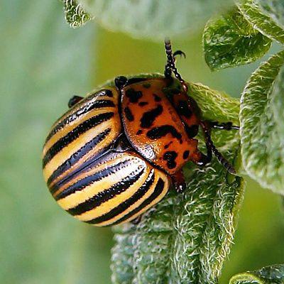 Doryphore Adulte