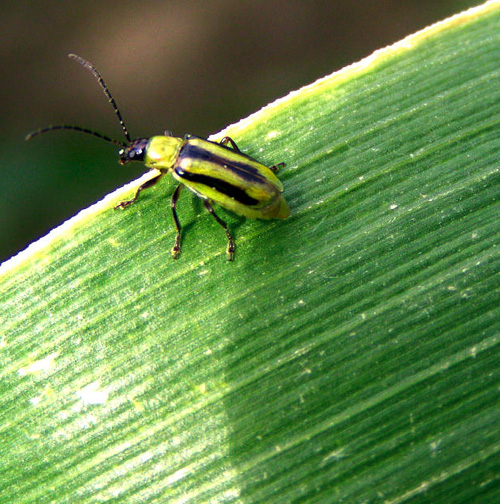 Chrysomèle Adulte