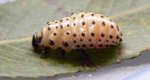 Chrysomèle Larve