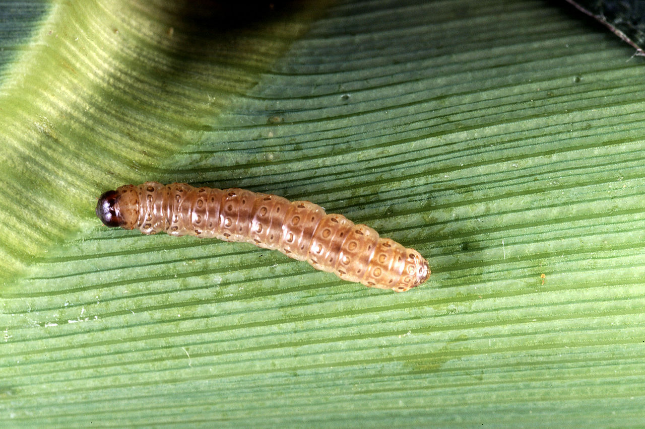 Pyrale Larve