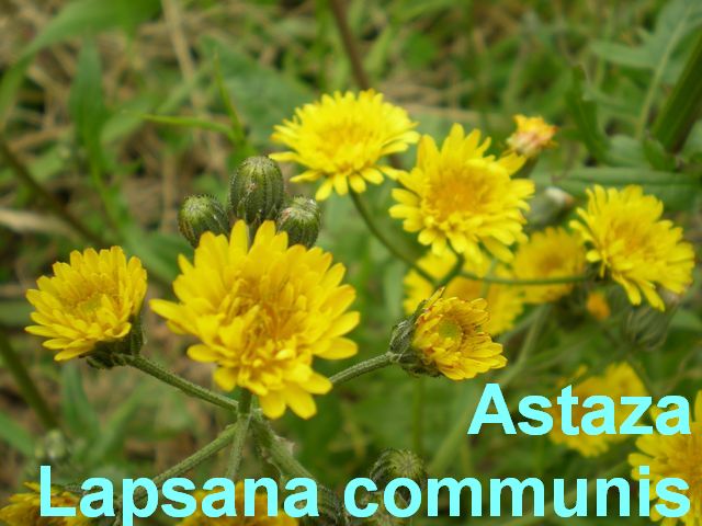 Astaza