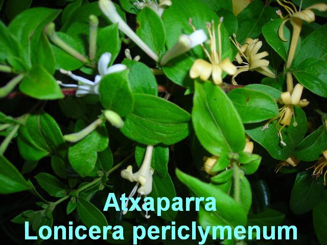 Atxaparra