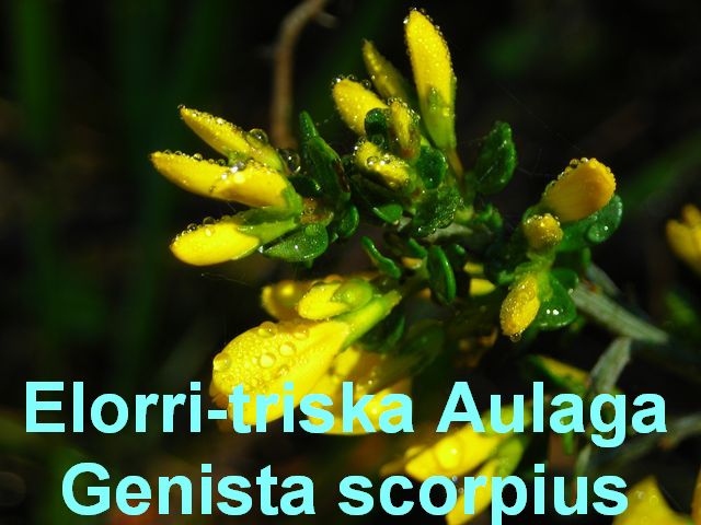 Elorri triska-Aulaga