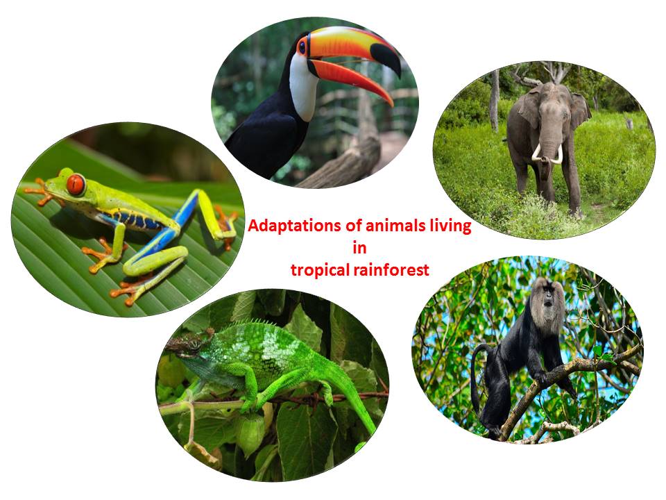 Adaptations of animals living in tropical rainforest