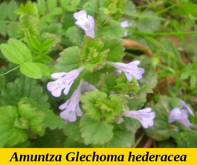 Amuntza
