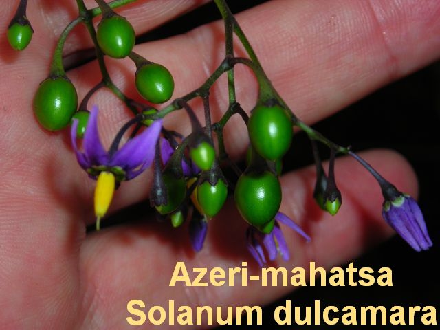 Azeri-mahatsa