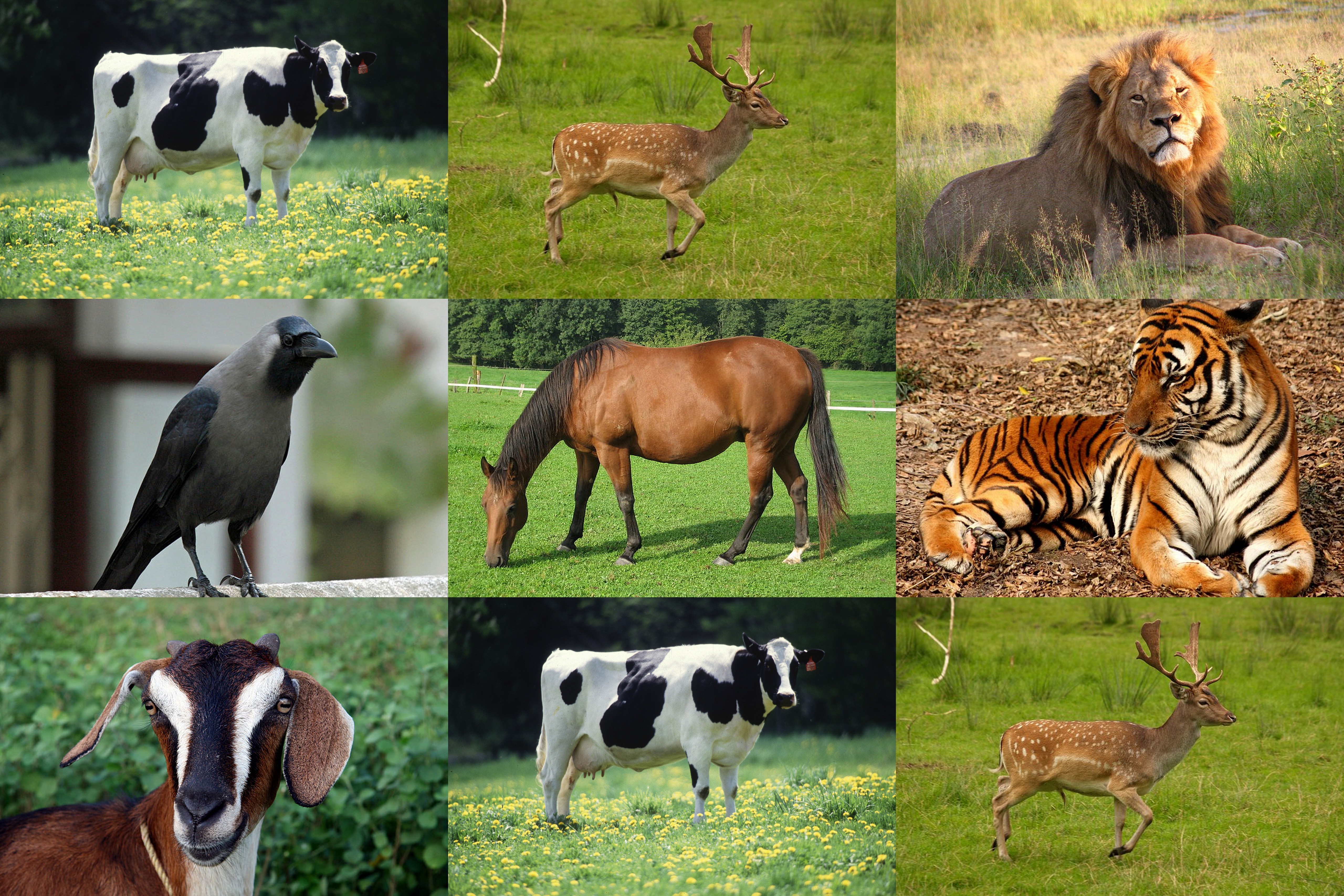 Title- Eating habits of animals(Upper Primary Stage), Objective- To  identify animals on the basis of their eating habits