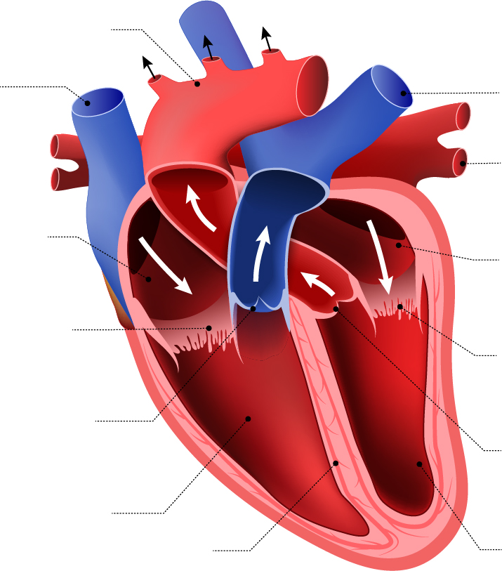 Label The Heart Diagram - Human Body Anatomy