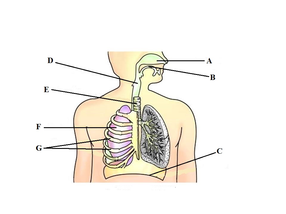 respiratory system diagram without labels