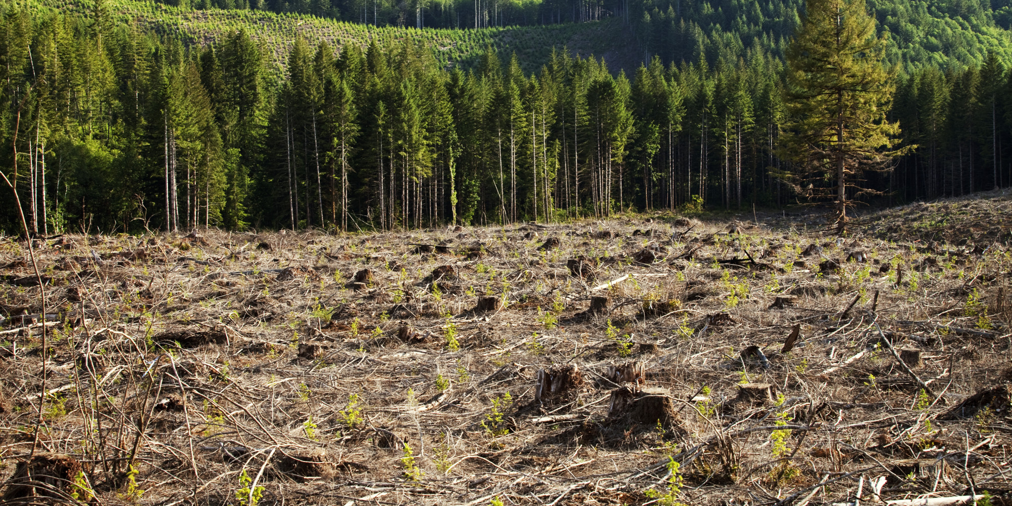 Short essay on deforestation in india