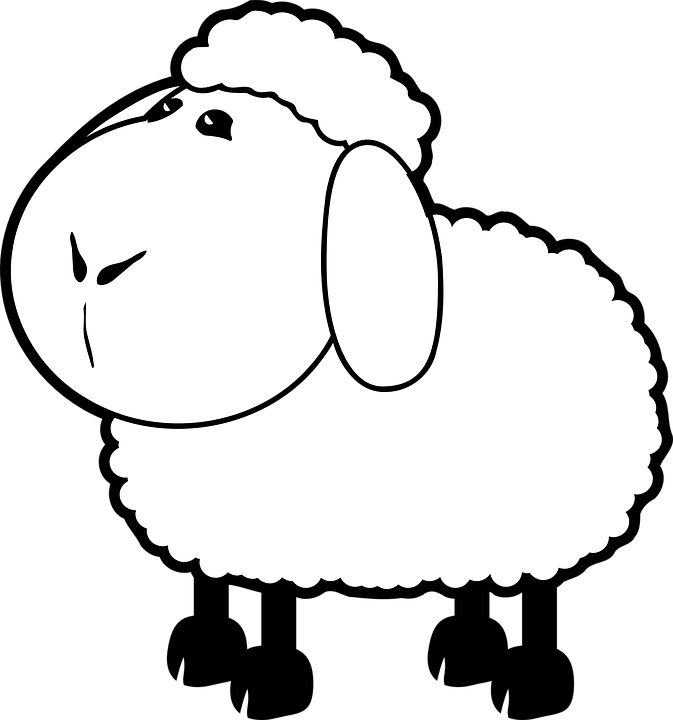 ovčka