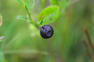 Blueberry