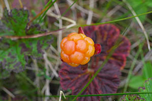 Cloudberry