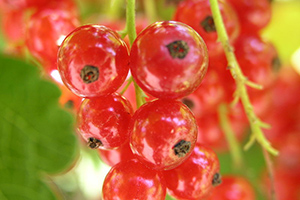Redcurrant