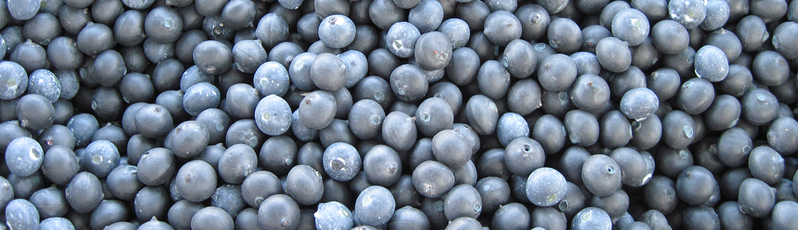 Images of different berries