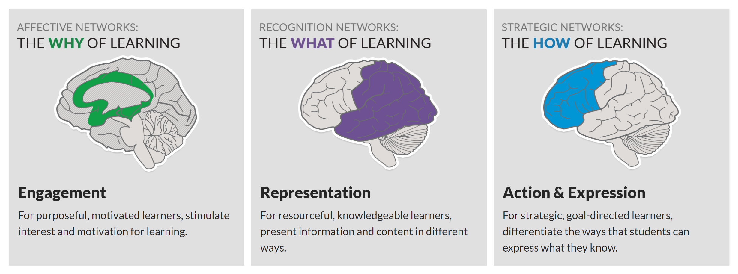 brain networks 