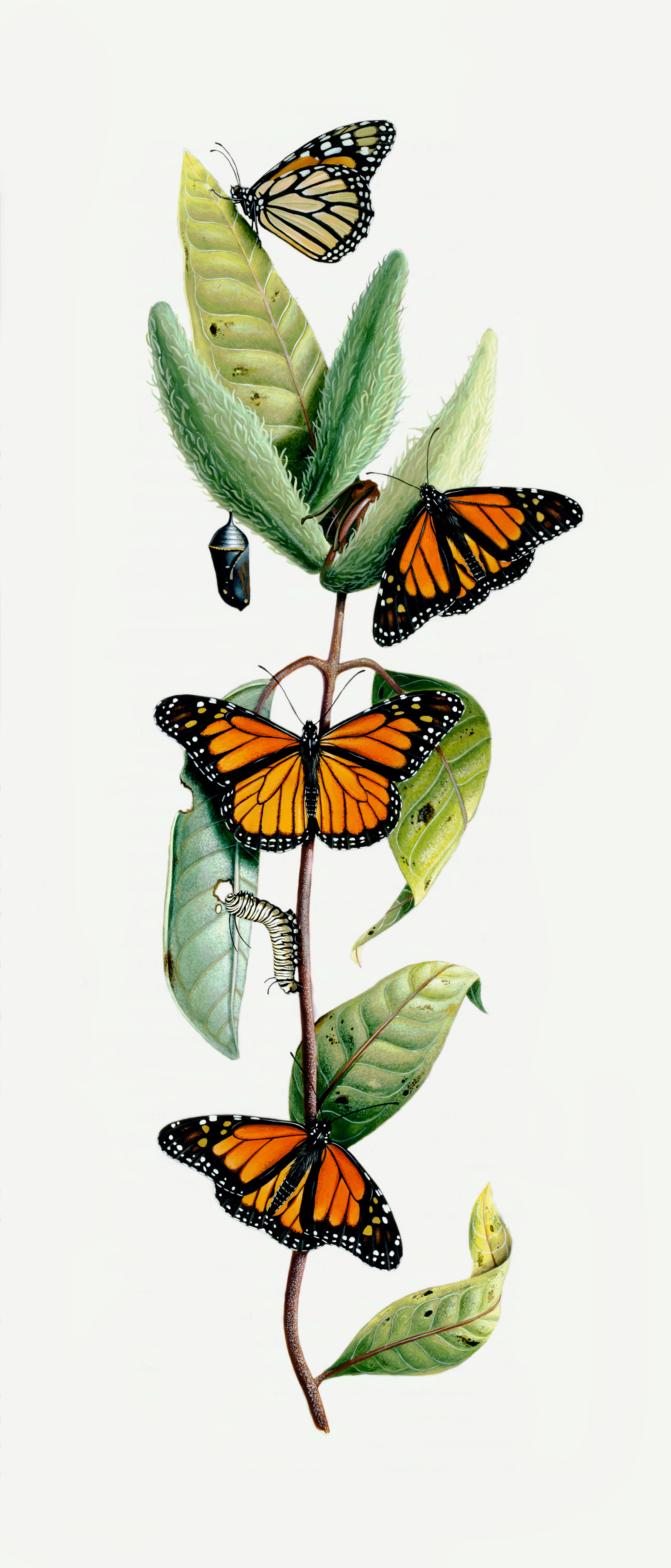 Image of Milkweed and Butterfly