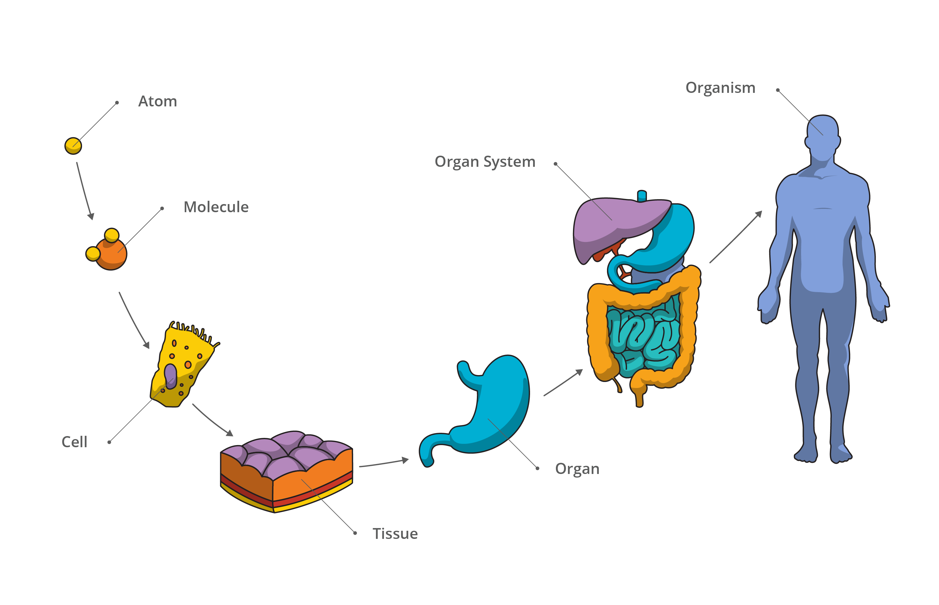 Атом живого организма. Клетка ткань орган. Клетки тела человека. Клетка ткань орган система органов. Клетки человеческого организма.