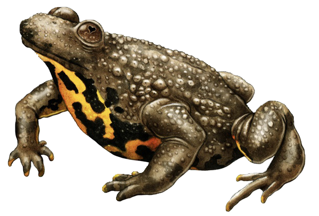 CRAPAUD