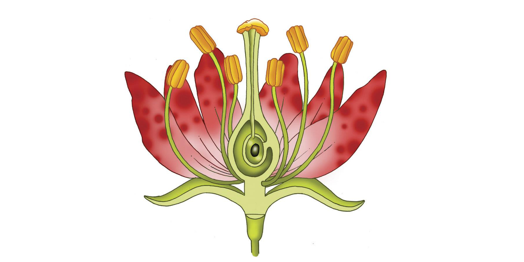 flower cross section