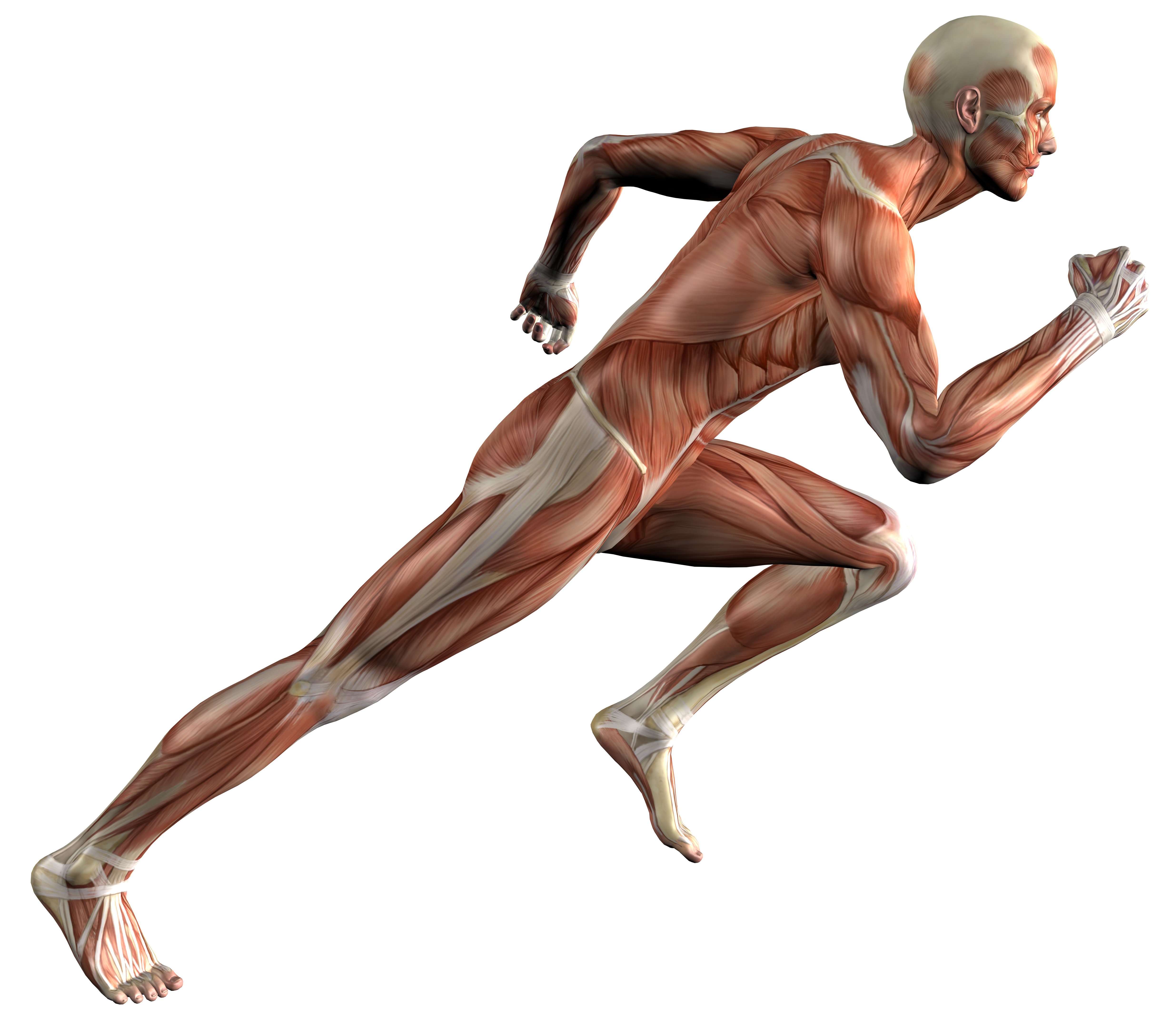 Но и самого человека т. Биомеханика движение мышц тела. Биомеханика мышц человека. Мышцы человека в движении. Человек в джищении мышцы.